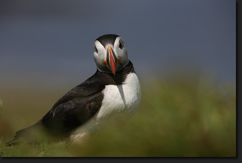 Puffin - Lunga - Inner Hebrides