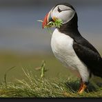 Puffin - Lunga - Inner Hebrides