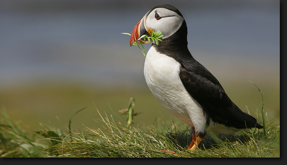 Puffin - Lunga - Inner Hebrides