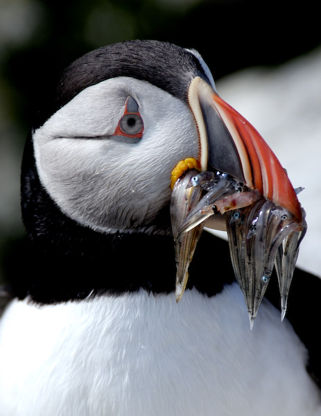 Puffin, Maine, USA