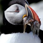 Puffin, Maine, USA