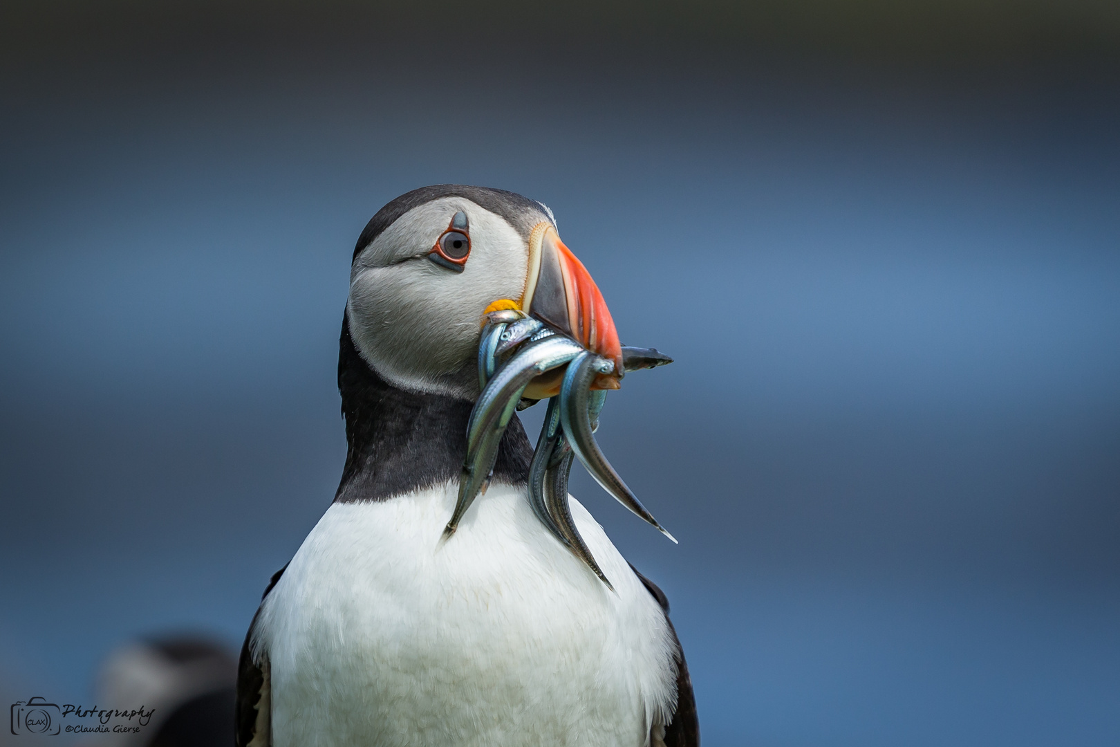 Puffin mit Nachschub für den Nachwuchs