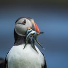 Puffin mit Nachschub für den Nachwuchs