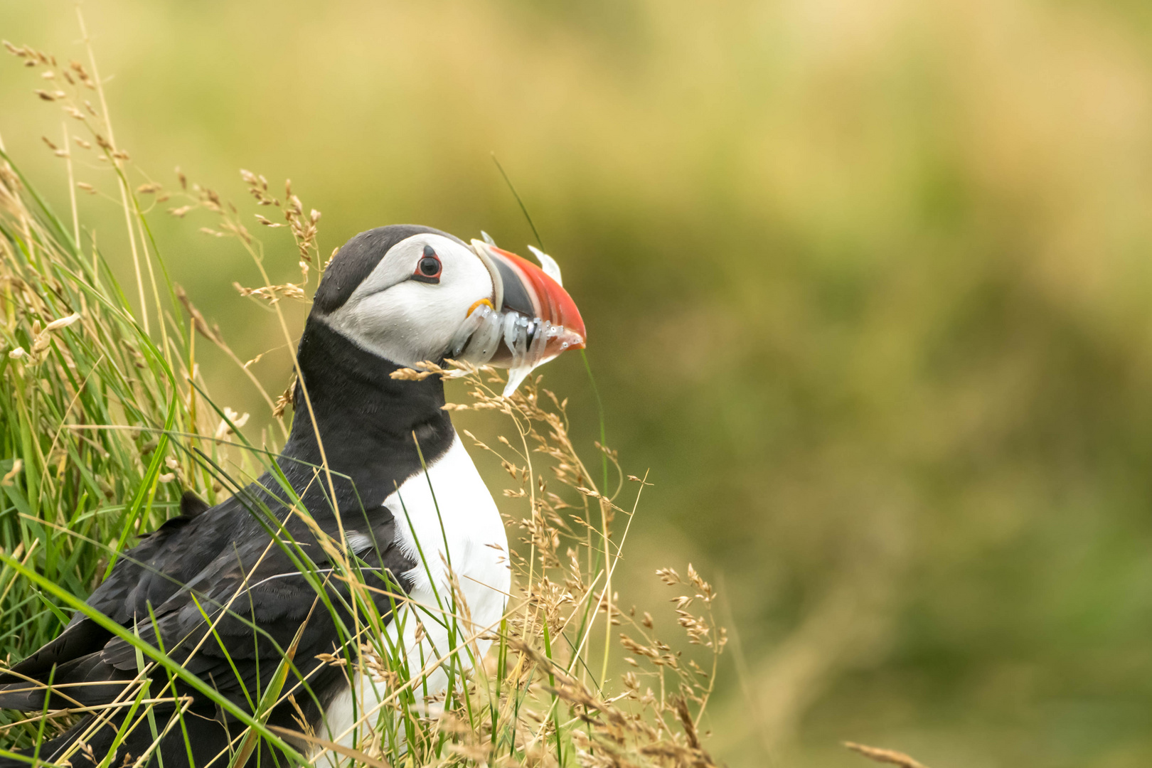 Puffin mit Sandaalen