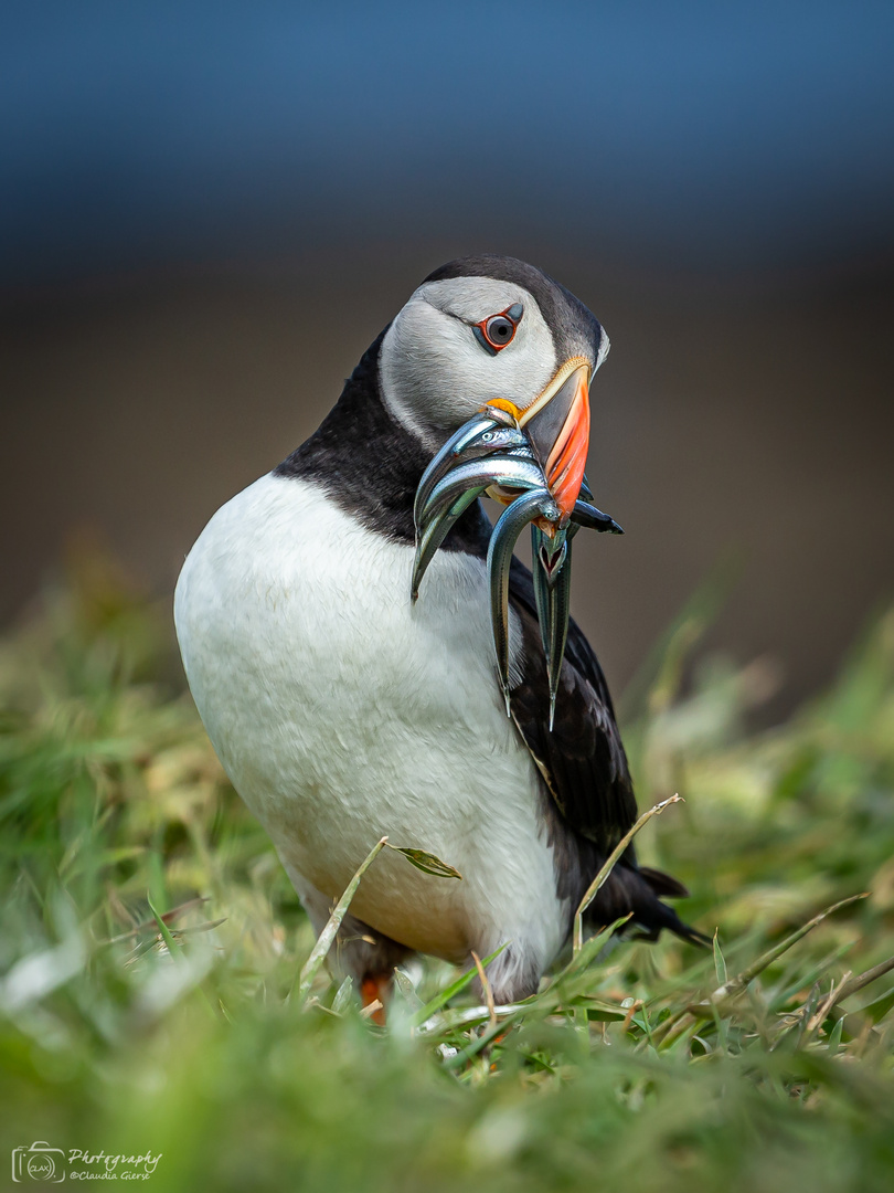 Puffin mit Sandeels