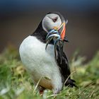 Puffin mit Sandeels