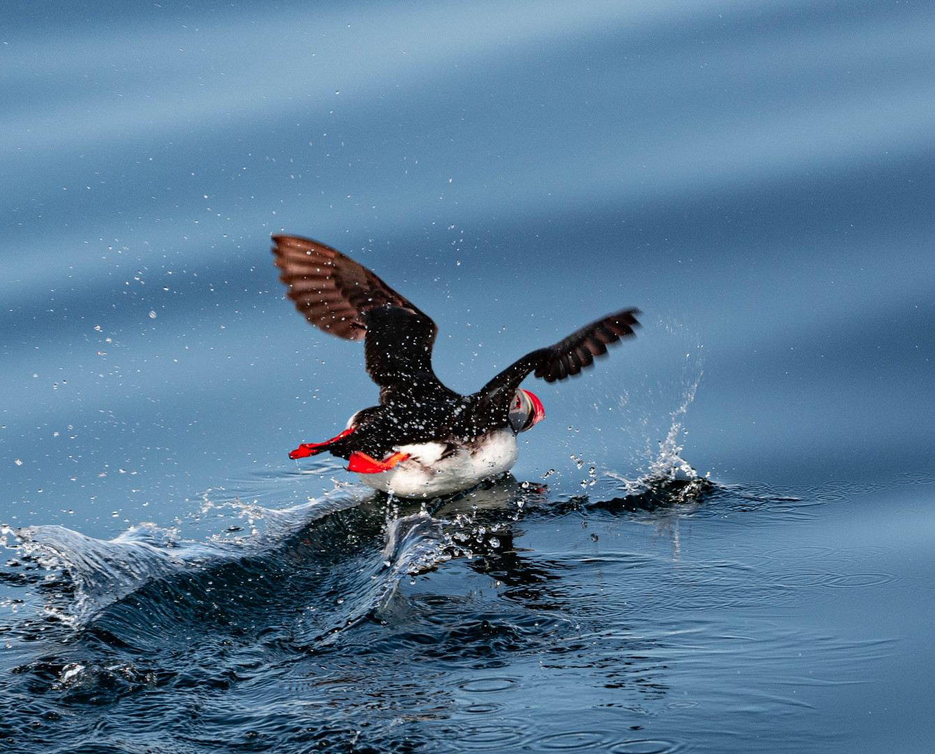 Puffin mit Startschwierigkeiten