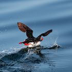 Puffin mit Startschwierigkeiten