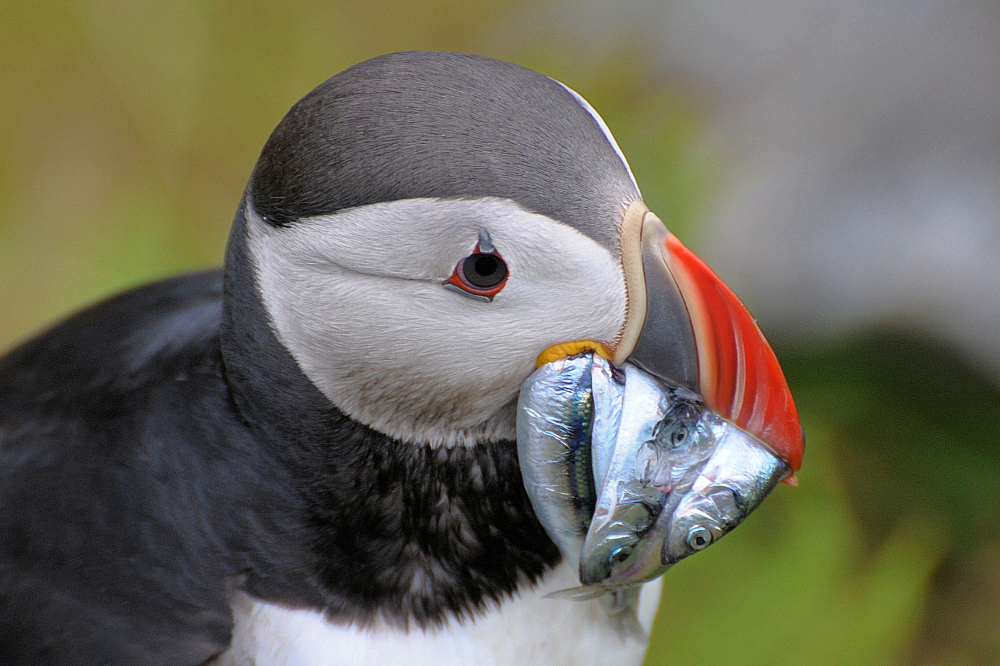 Puffin nach erfolgreicher Jagd