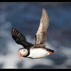 Puffin near Húsavik - Iceland