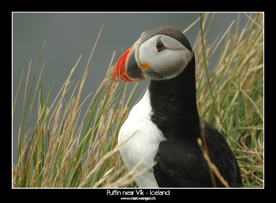 Puffin near Vík - Iceland