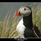 Puffin near Vík - Iceland