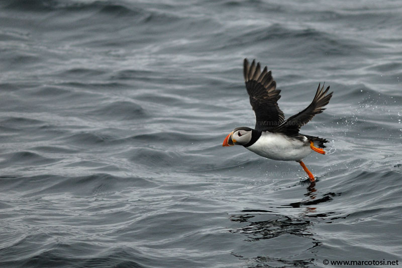 Puffin Norvegese