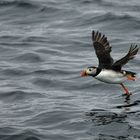 Puffin Norvegese