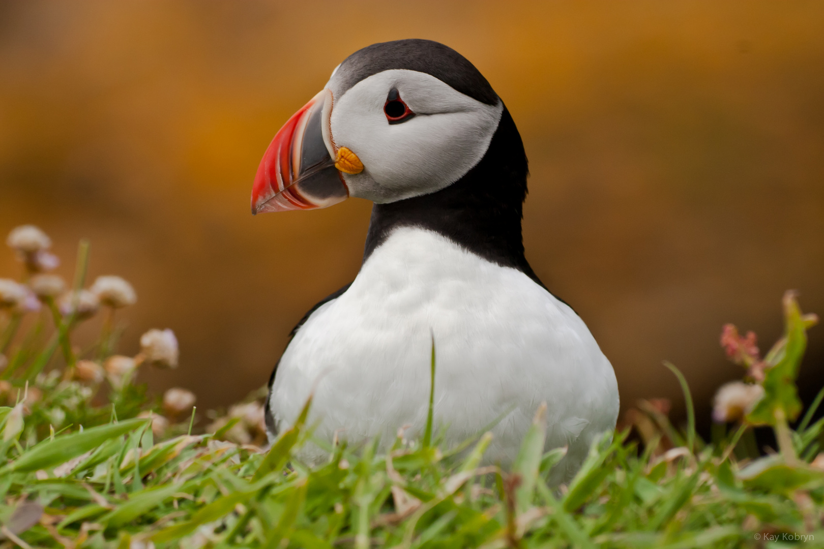 Puffin of Scotland