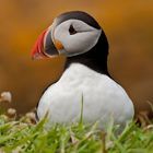 Puffin of Scotland