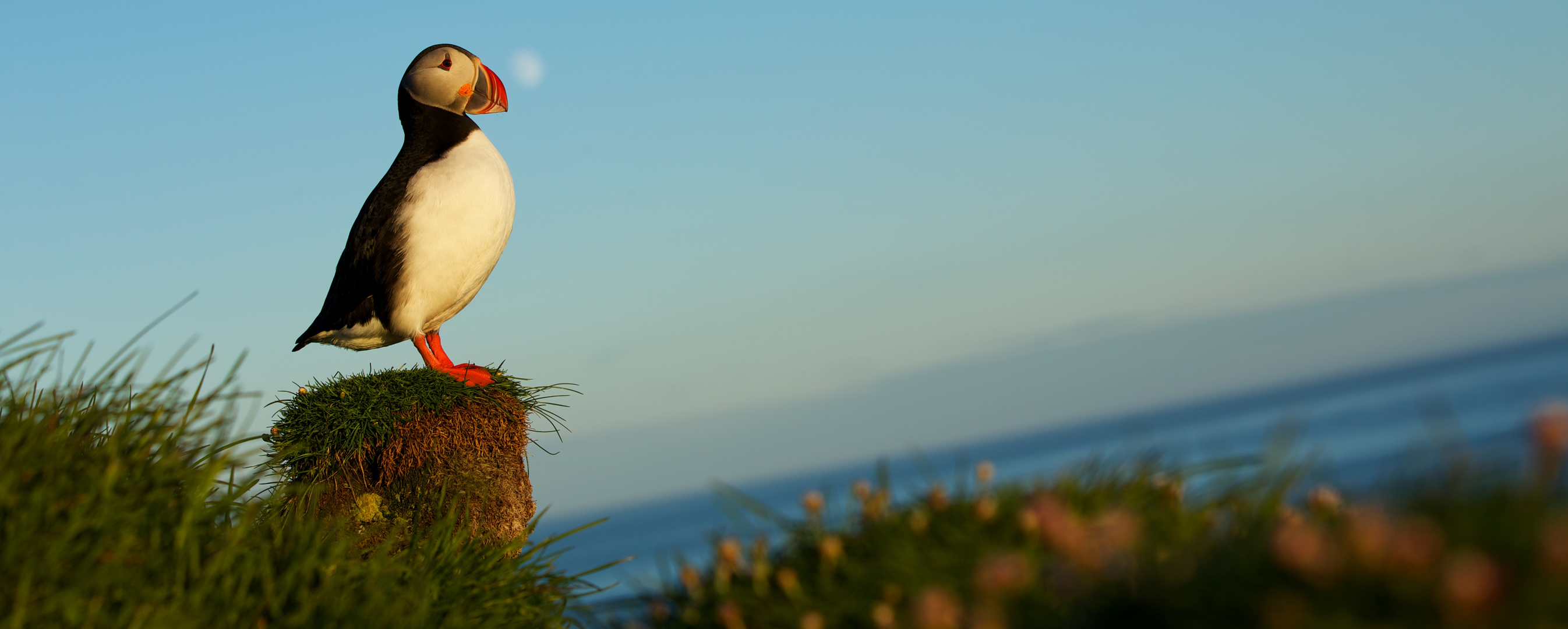 Puffin on Latrabjarg