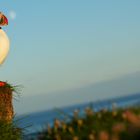 Puffin on Latrabjarg