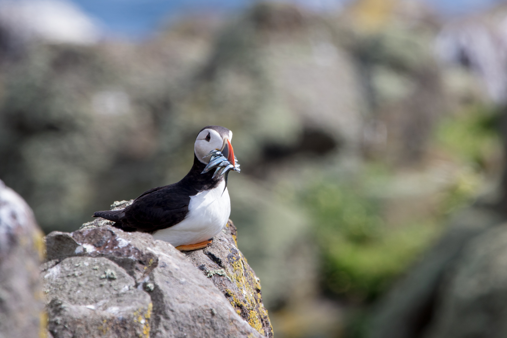 Puffin on the rocks