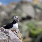 Puffin on the rocks