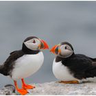 --- Puffin-Paar ---