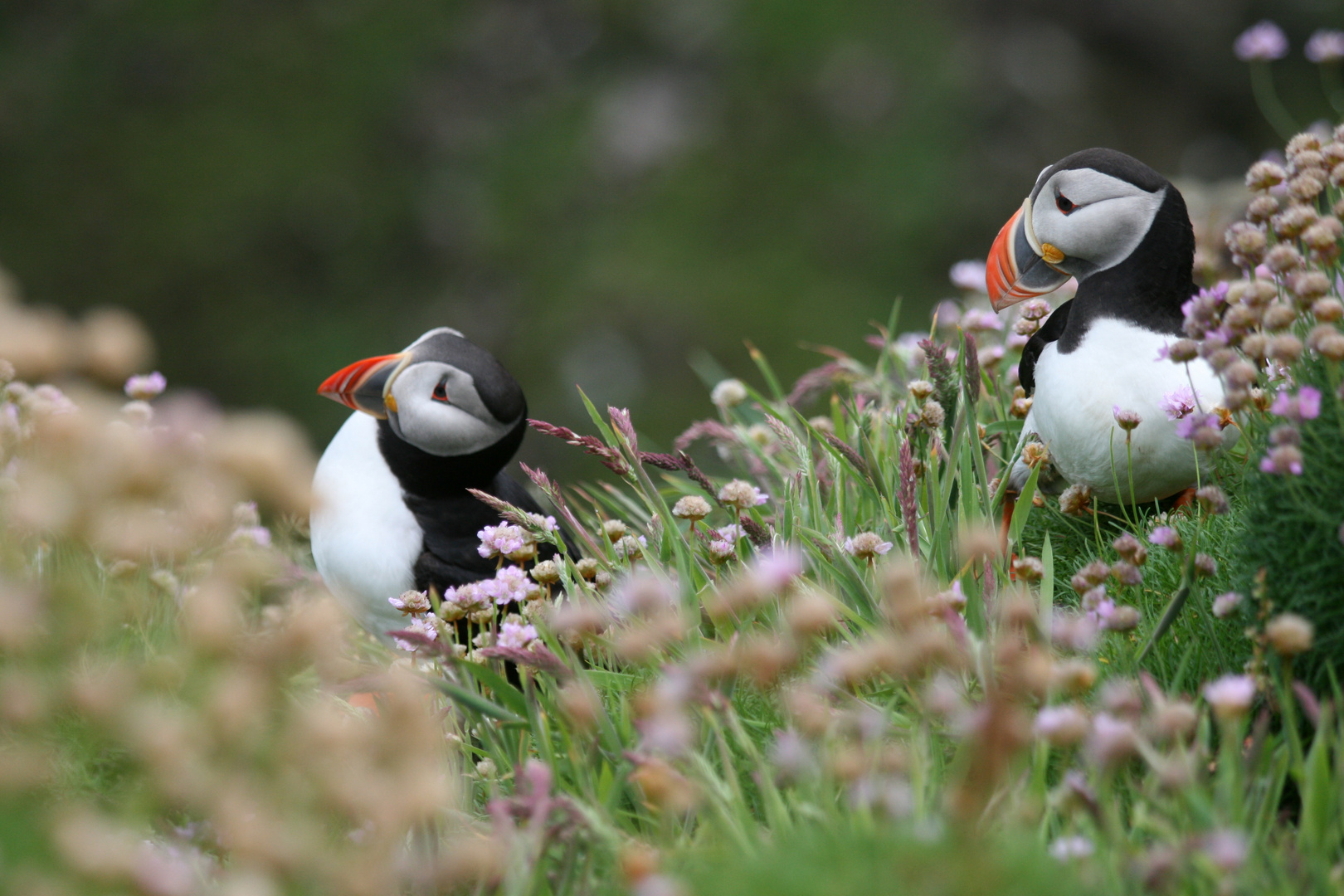 Puffin-Pärchen auf Handa Island, Scotland