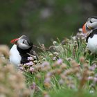 Puffin-Pärchen auf Handa Island, Scotland