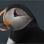 Puffin-Pano