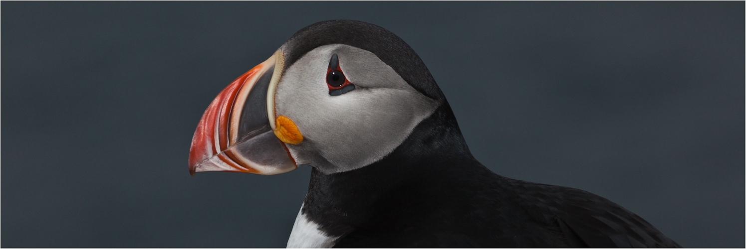 Puffin-Pano