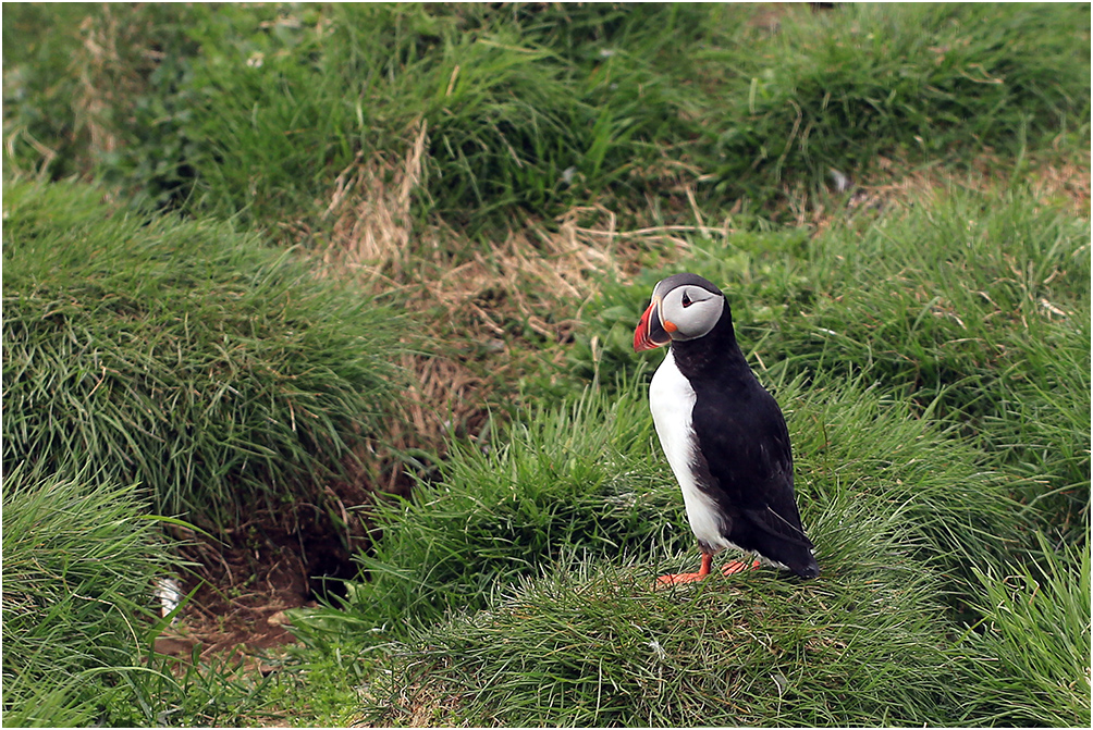 Puffin - Papageientaucher