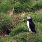 Puffin - Papageientaucher