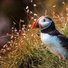 Puffin - Papageientaucher