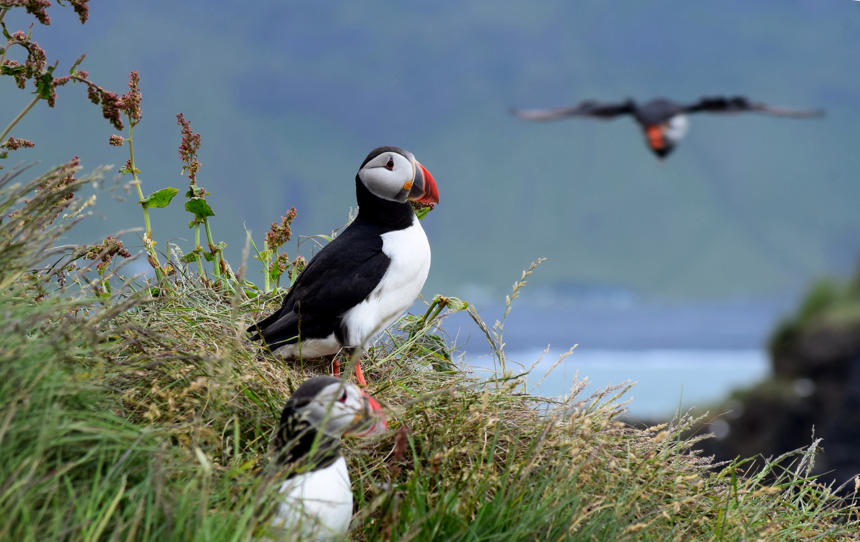 Puffin - Papageientaucher