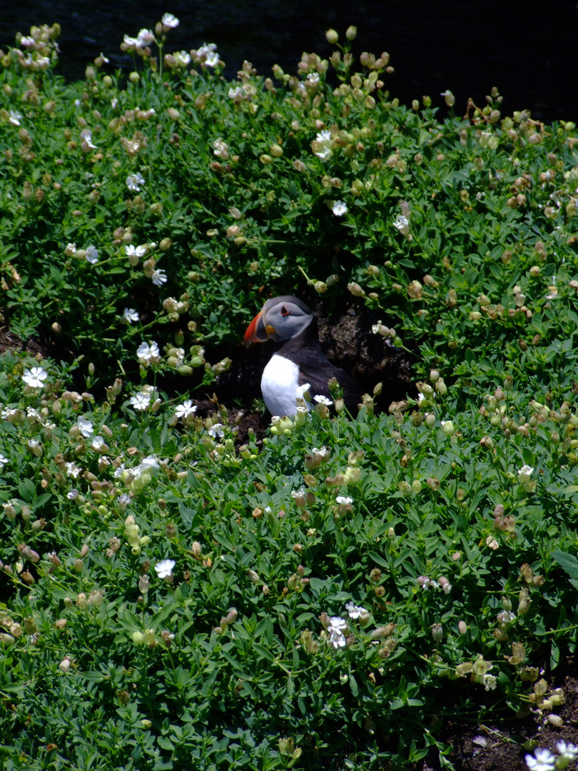 Puffin (Papageientaucher) auf Skellig Michael Ireland