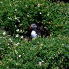 Puffin (Papageientaucher) auf Skellig Michael Ireland