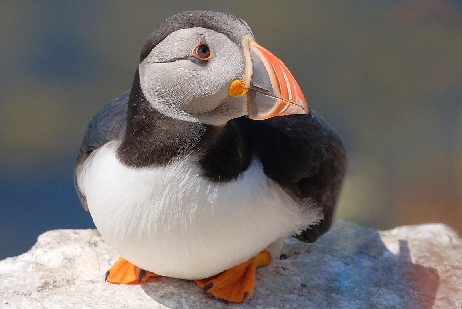 Puffin ( Papageientaucher )