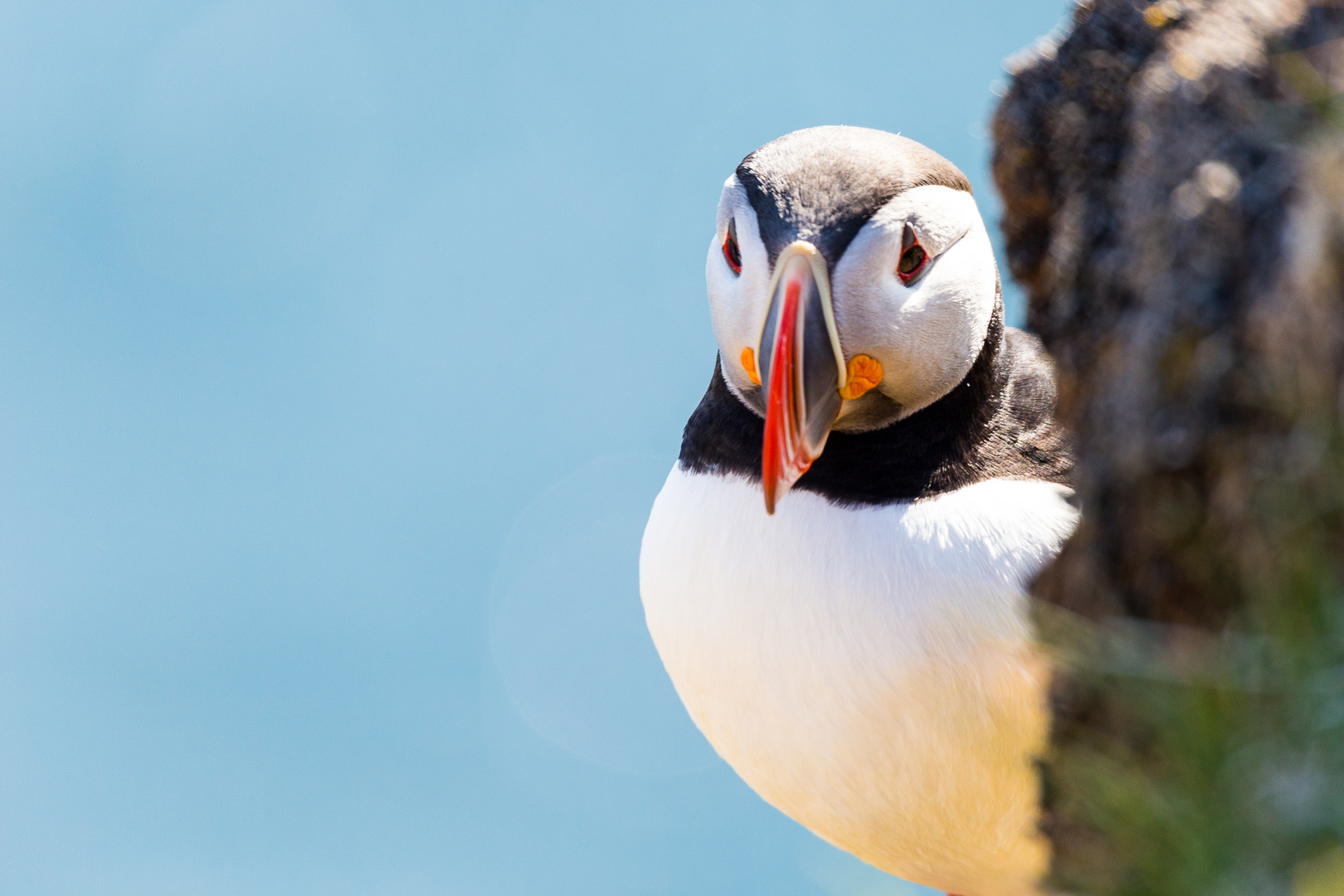 Puffin - Papageientaucher