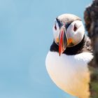 Puffin - Papageientaucher