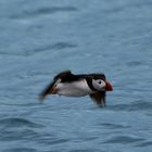 Puffin - Papageientaucher im Flug