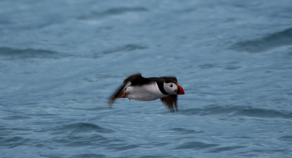 Puffin - Papageientaucher im Flug