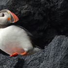 Puffin, Papageitaucher