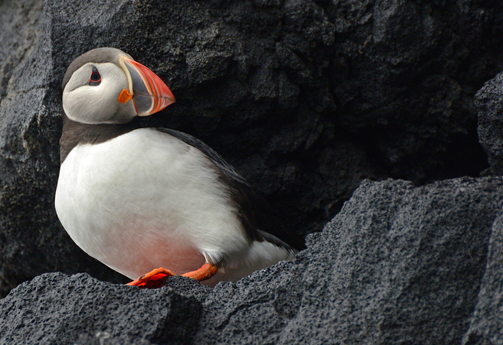 Puffin, Papageitaucher