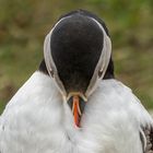 Puffin (Papageitaucher)