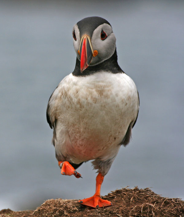 Puffin - Papageitaucher