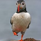 Puffin - Papageitaucher