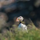 Puffin (Papageitaucher), Eliston, Newfoundland