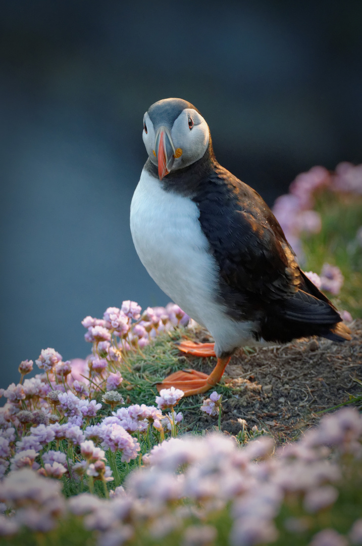 Puffin - Papageitaucher - Lundi -Tammie Norrie