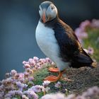 Puffin - Papageitaucher - Lundi -Tammie Norrie