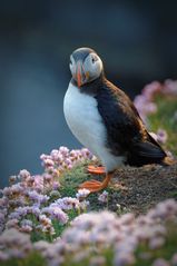 Puffin - Papageitaucher - Lundi -Tammie Norrie