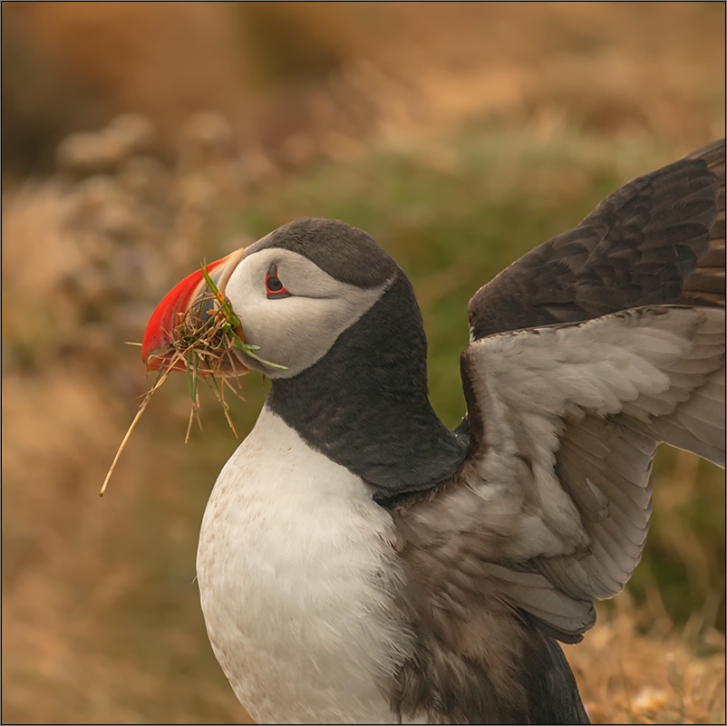 puffin portrait